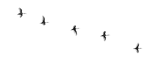 birds